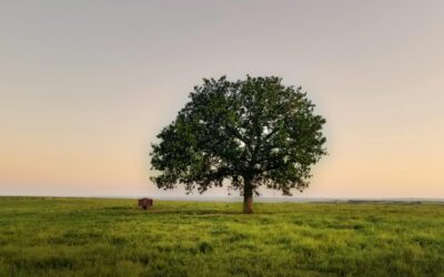 الإفراغ العقاري في الرياض – أحياء وأمانات ومكاتب التوثيق